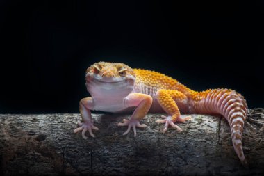 Sunglow Gecko siyah arkaplanlı bir dalda