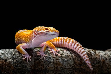 Sunglow Gecko siyah arkaplanlı bir dalda
