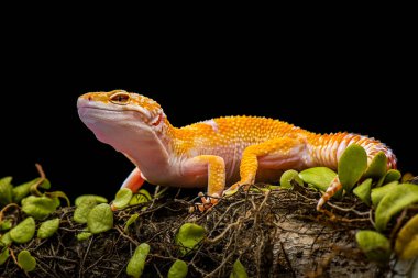 Sunglow Gecko siyah arkaplanlı bir dalda