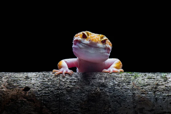 Sunglow Gecko Una Rama Con Fondo Negro — Foto de Stock