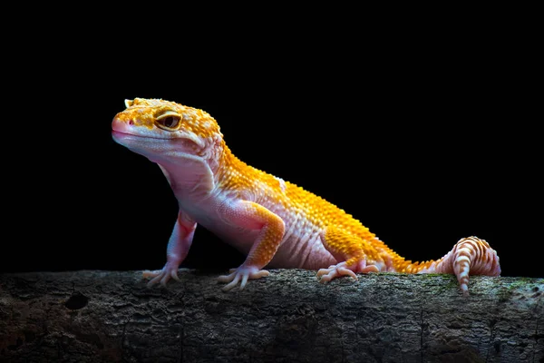 Sunglow Gecko Una Rama Con Fondo Negro — Foto de Stock