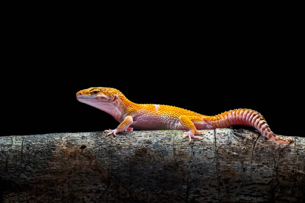 Sunglow Gecko Branch Black Background — Stock Photo, Image