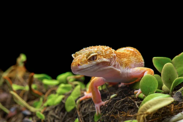 Sunglow Gecko Ramo Com Fundo Preto — Fotografia de Stock