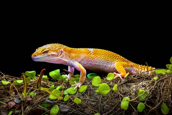 Sunglow Gecko Egy Fekete Hátterű Ágon — Stock Fotó