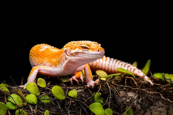 Sunglow Gecko Egy Fekete Hátterű Ágon — Stock Fotó