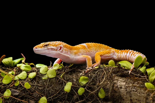Sunglow Gecko Υποκατάστημα Μαύρο Φόντο — Φωτογραφία Αρχείου