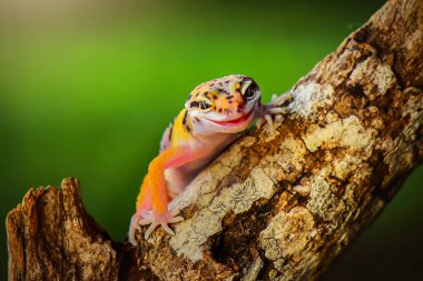 Leopar Gecko bir dalda