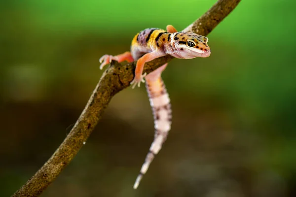 Leopárd Gecko Egy Ágon — Stock Fotó