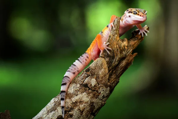 Leopar Gecko bir dalda