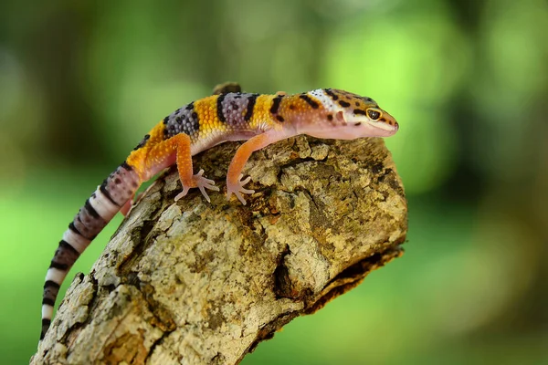 Geco Leopardato Ramo — Foto Stock