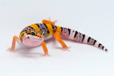 Beyaz arkaplanı olan leopar kertenkelesi