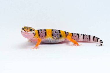 Beyaz arkaplanı olan leopar kertenkelesi