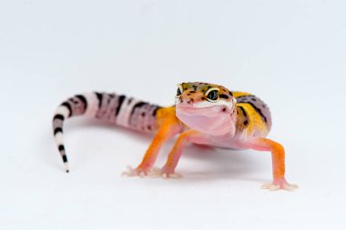 Beyaz arkaplanı olan leopar kertenkelesi