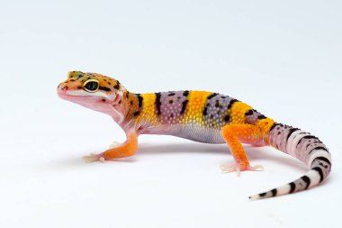 Beyaz arkaplanı olan leopar kertenkelesi