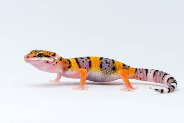 Beyaz arkaplanı olan leopar kertenkelesi