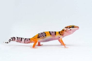 Beyaz arkaplanı olan leopar kertenkelesi