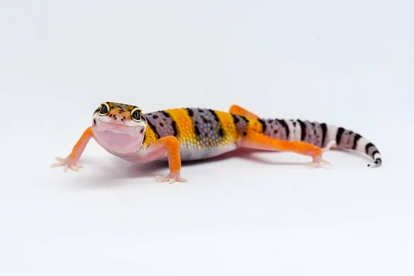Lampart Gecko Białym Tłem — Zdjęcie stockowe