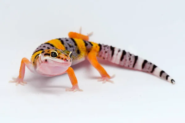 Gecko Leopardo Com Fundo Branco — Fotografia de Stock