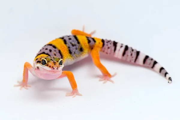 Lampart Gecko Białym Tłem — Zdjęcie stockowe