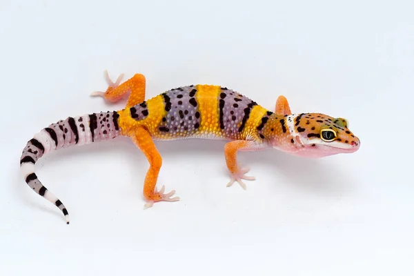 Gecko Leopardo Com Fundo Branco — Fotografia de Stock