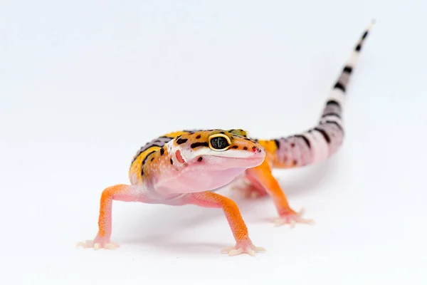 Gecko Leopardo Com Fundo Branco — Fotografia de Stock