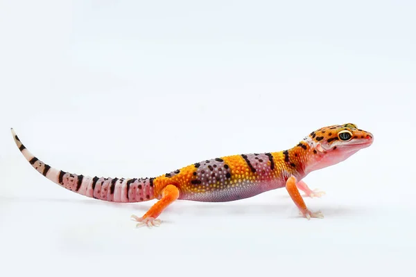 Gecko Leopardo Com Fundo Branco — Fotografia de Stock