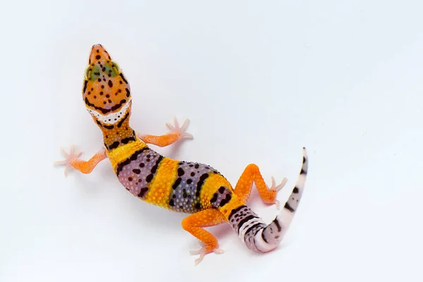 Gecko Léopard Avec Fond Blanc — Photo