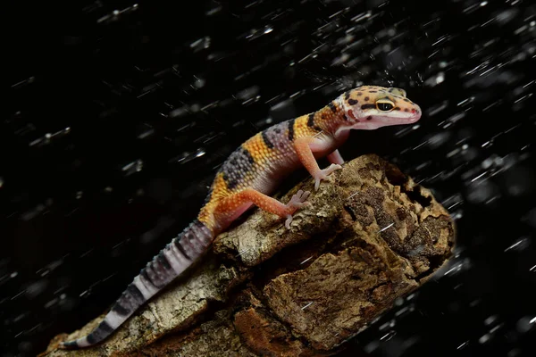 Lluvia Leopardo Gecko Una Rama Con Fondo Negro — Foto de Stock