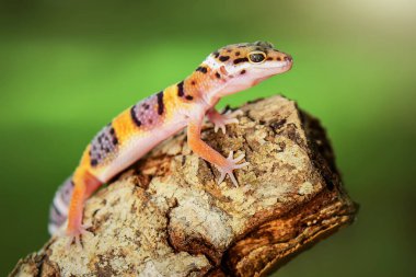 Leopar kertenkeleleri tropikal bir ormanda dal üzerinde gülümserler.