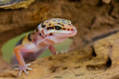 Leopar kertenkeleleri tropikal bir ormanda dal üzerinde gülümserler.