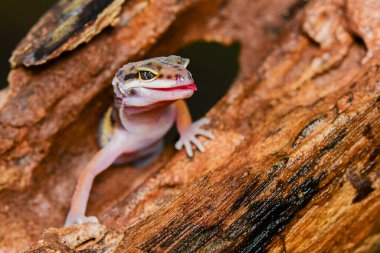 Leopar kertenkeleleri tropikal bir ormanda dal üzerinde gülümserler.