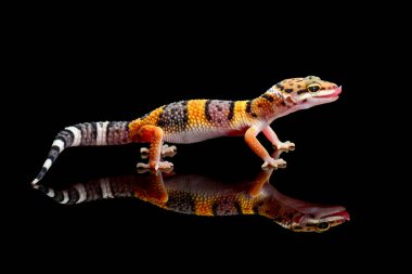 Gecko leoparı siyah arka planlı cama yansıyor