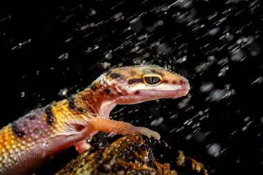 Leopar Gecko siyah arkaplandaki dallara yağdı