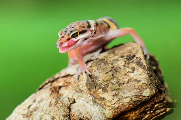 Leopard Geckos Smile Twigs Tropical Forest — Stock Photo, Image