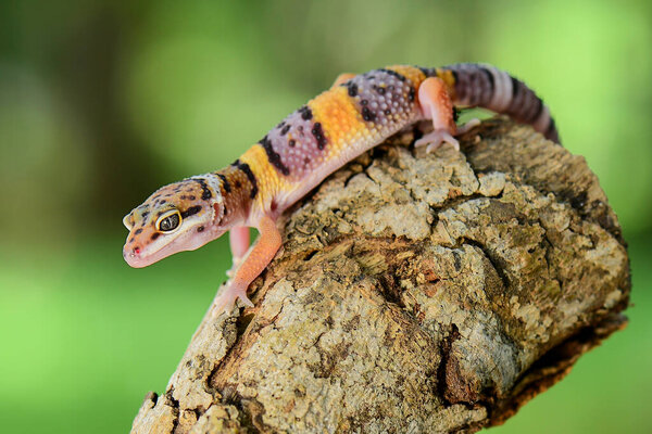 Leopard geckos smile on twigs, in a tropical forest