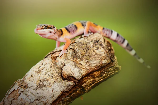 Geckos Leopardo Sorriem Galhos Uma Floresta Tropical — Fotografia de Stock