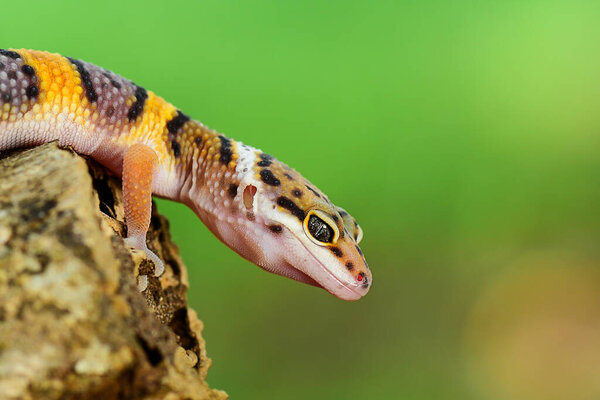 Leopard geckos smile on twigs, in a tropical forest