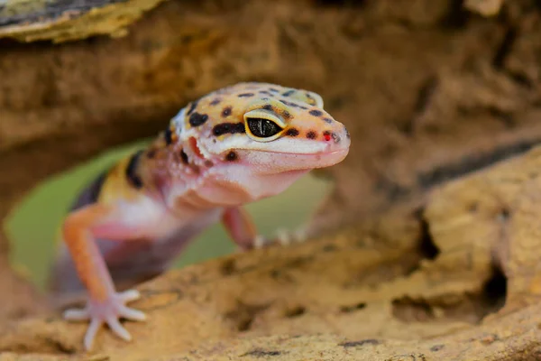 Leopar kertenkeleleri tropikal bir ormanda dal üzerinde gülümserler.