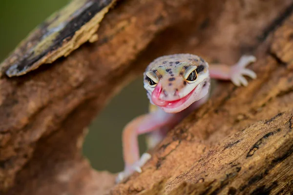 Leopardengeckos Lächeln Auf Zweigen Einem Tropischen Wald — Stockfoto