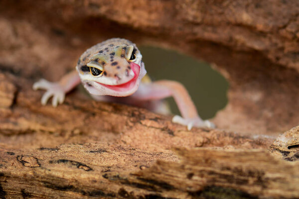 Leopard geckos smile on twigs, in a tropical forest