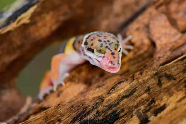 Geckos Leopardo Sorriem Galhos Uma Floresta Tropical — Fotografia de Stock
