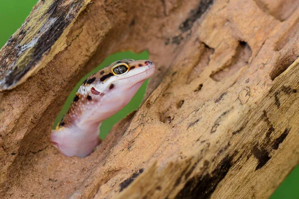 Gechi Leopardati Sorridono Sui Ramoscelli Una Foresta Tropicale — Foto Stock