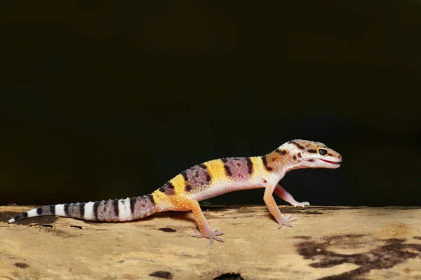 Les Geckos Léopards Sourient Sur Les Brindilles Dans Une Forêt — Photo