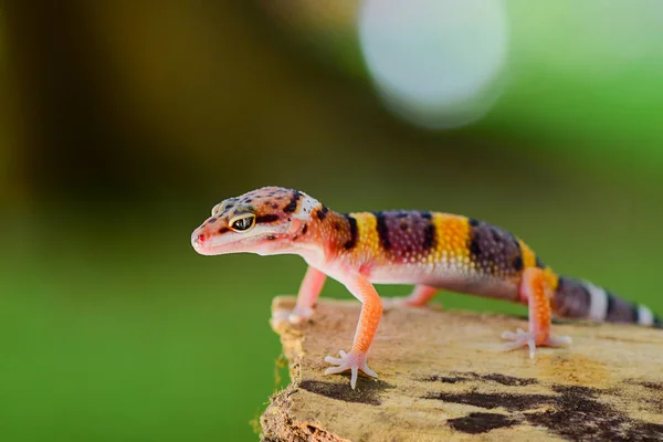 Luipaardgekko Glimlachen Twijgen Een Tropisch Bos — Stockfoto