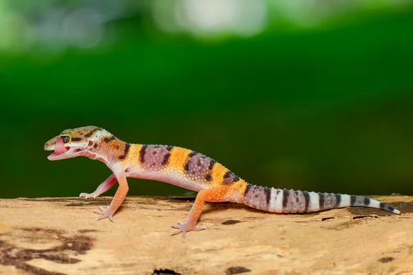 Geckos Leopardo Sorriem Galhos Uma Floresta Tropical — Fotografia de Stock