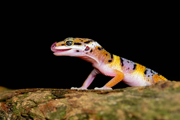 Lampart Gecko Gałęzi Drzewa — Zdjęcie stockowe