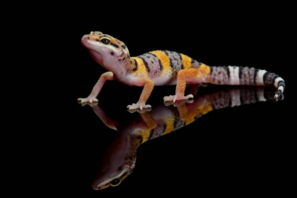 Reflexão Leopardo Gecko Vidro Com Fundo Preto — Fotografia de Stock