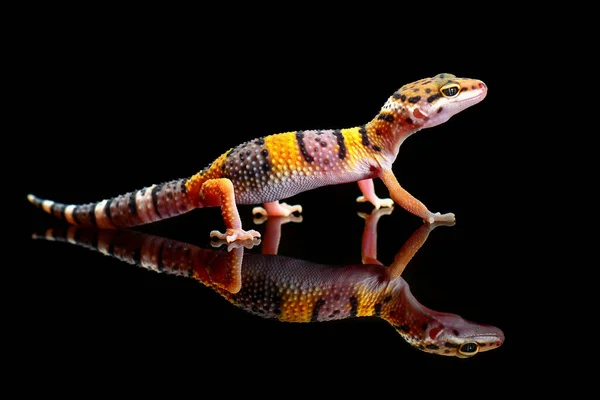 Leopard Gecko Reflection Glass Black Background — Stock Photo, Image