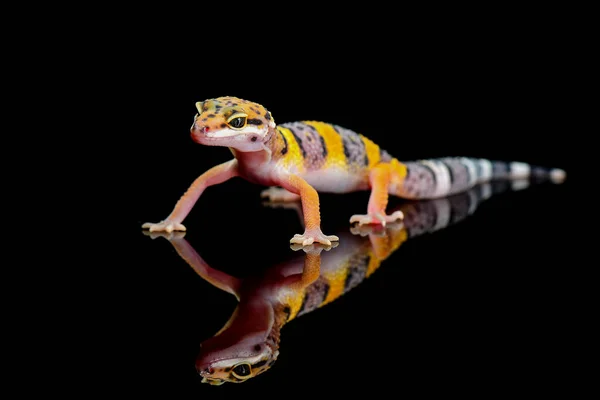 Leopardo Gecko Reflexión Sobre Vidrio Con Fondo Negro —  Fotos de Stock