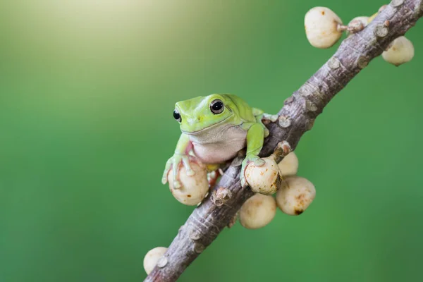 热带花园一片树叶上的青蛙树 — 图库照片